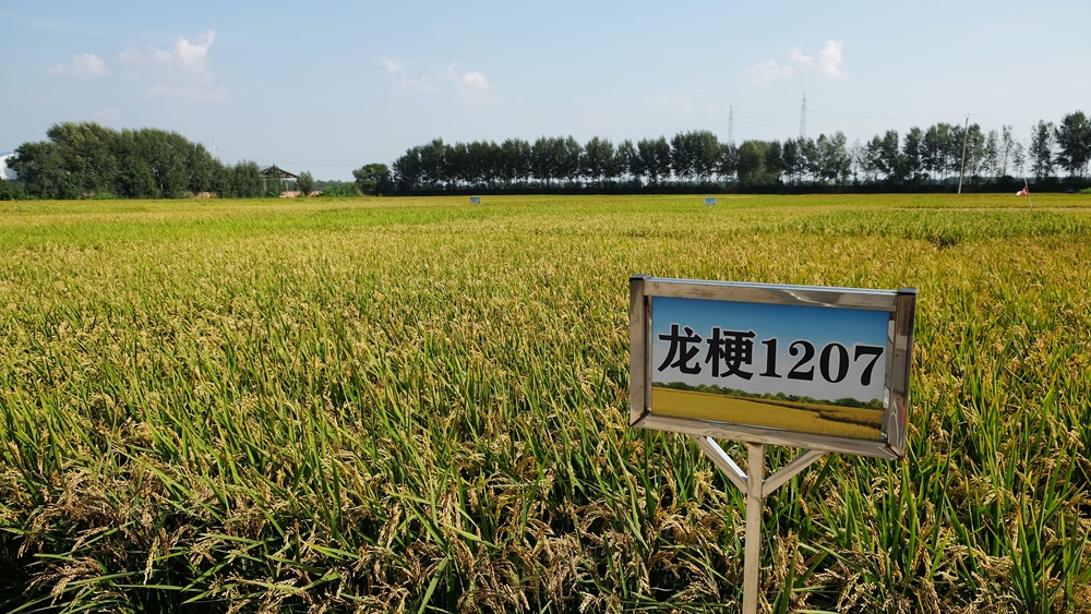 潮头观澜丨&ldquo;数&rdquo;说东北振兴5年间