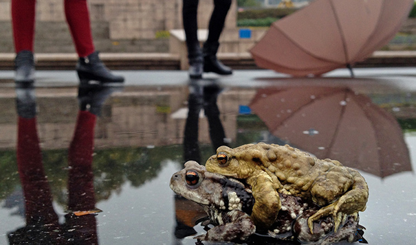 杭州春雨霏霏 广场上蛤蟆&ldquo;秀恩爱&rdquo;