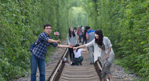 南京：&ldquo;爱情隧道&rdquo;再次枝繁叶茂 游客慕名前往