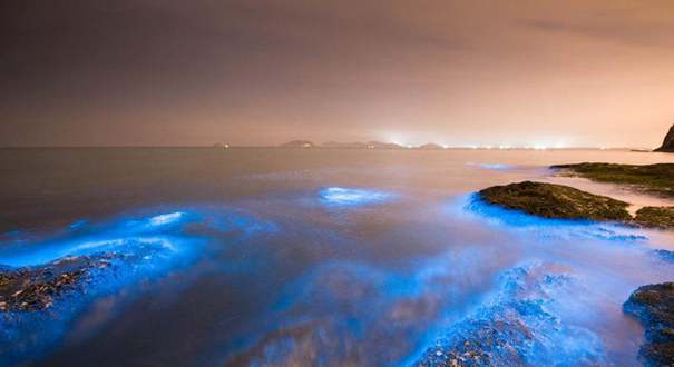 大连附近现&ldquo;荧光海&rdquo; 湛蓝水面如星河