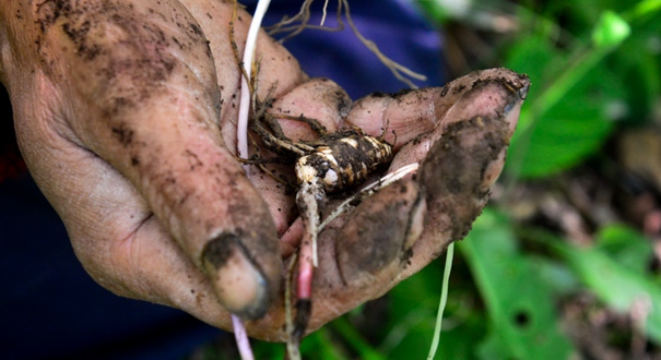 四川青川：中药重楼价格疯涨 一村人两年挖空一座山