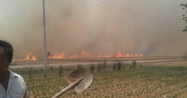 河南安阳近万亩小麦被烧 火势迅猛