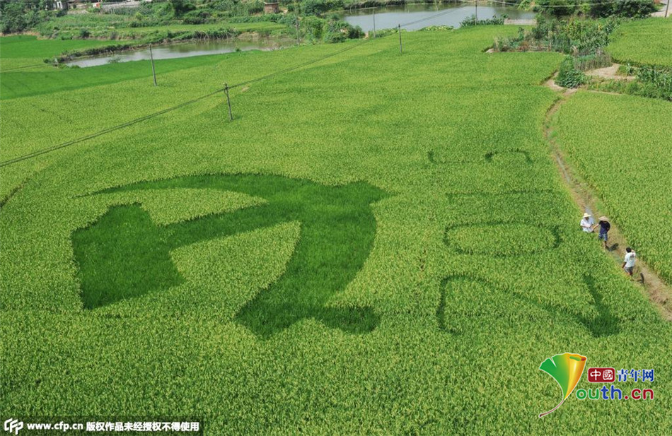 湖南娄底：巨幅&ldquo;党徽稻田画&rdquo;亮相引围观