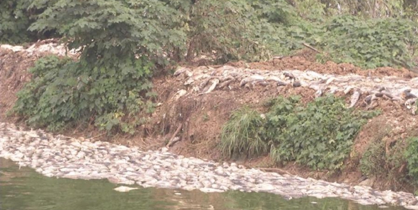 武汉南太子湖10万斤鱼死亡 湖水成臭水