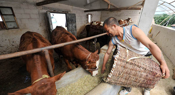 宁夏泾源：肉牛养殖拓宽西海固产业扶贫之路