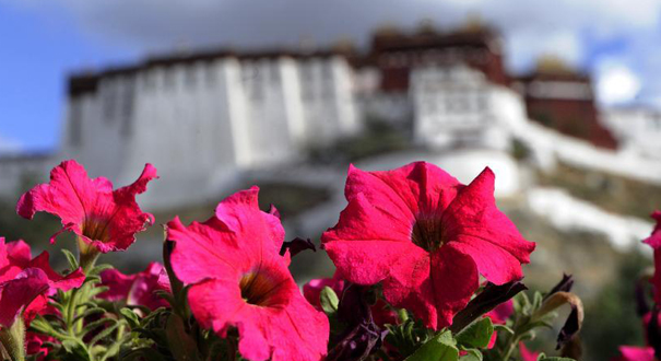 格桑花盛开在雪域高原&mdash;&mdash;社会主义制度在西藏的成功实践