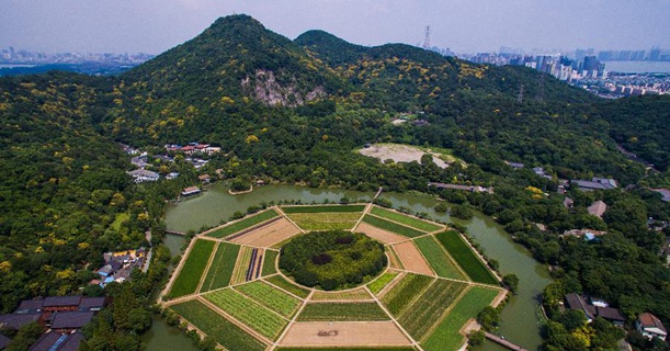 杭州八卦田谷物成熟 迎来&ldquo;五彩秋色&rdquo;