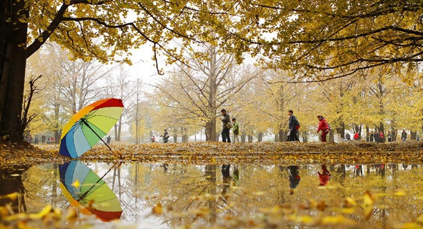 银杏叶黄 大地流金