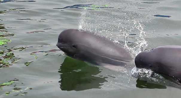 拯救活化石&mdash;&mdash;与时间赛跑挽救长江旗舰物种