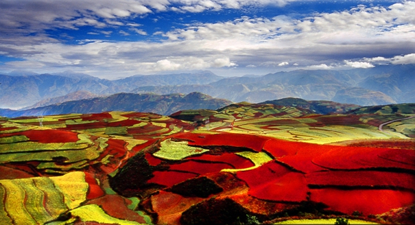 竟是它们"霸占"了中国一半的美