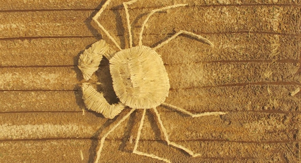 上海崇明稻田里惊现巨型&ldquo;清水蟹&rdquo;