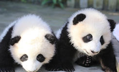 成都大熊猫双胞胎征名结束：取名奥林匹亚和福娃