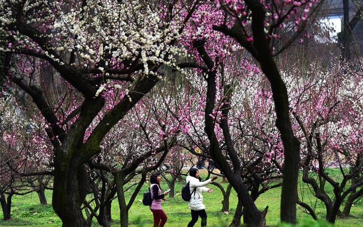 武汉：东湖梅花美如画