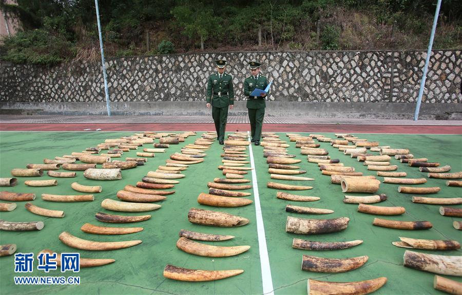 广东破获一起特大涉嫌象牙走私案