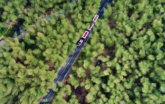 航拍江苏溧阳南山竹海 春意盎然&ldquo;醉&rdquo;人心