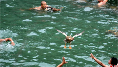 湖南凤凰古城上演抢鸭子大战