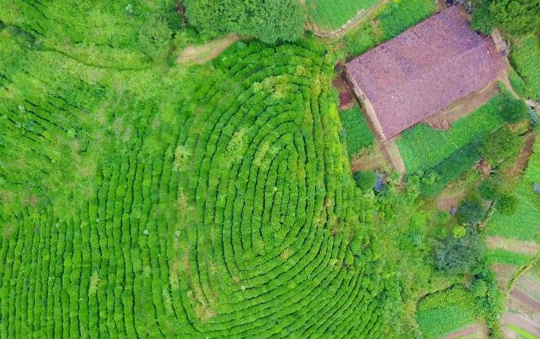 航拍赣东北乡村奇景 茶山如巨人&ldquo;指纹&rdquo;