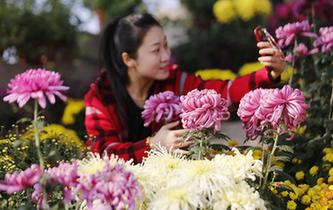 重阳菊香醉游人