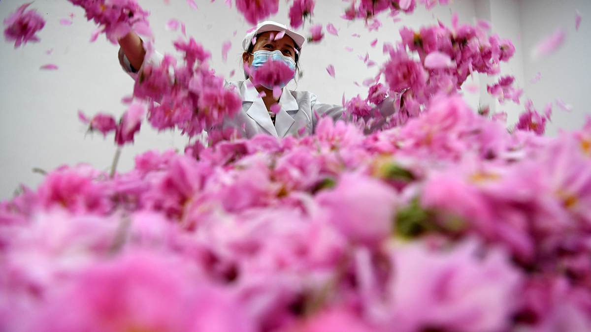 安徽：&ldquo;玫瑰经济&rdquo;助力脱贫攻坚