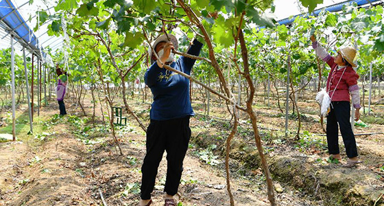 福建仙游：扶贫产业基地 助力精准扶贫