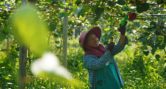 江西奉新：产业基地孕育&ldquo;扶贫果&rdquo;