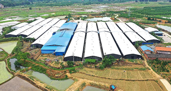 广西平乐：小小袖珍菇 脱贫大助力