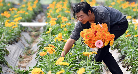 福建连城：产业扶贫稳脱贫