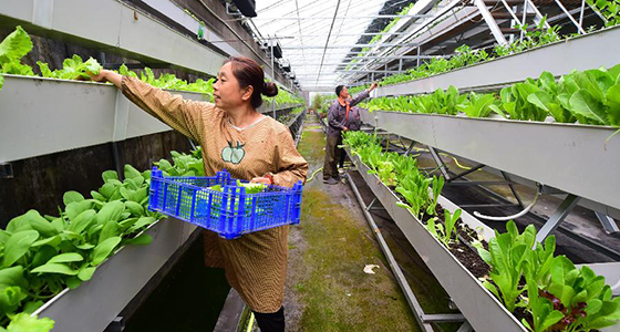 河北灵寿：现代农业助力脱贫攻坚