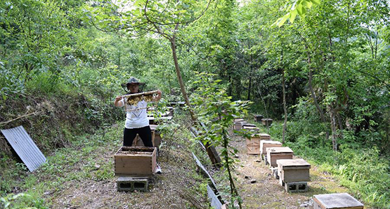 &ldquo;蜂妹子&rdquo;杨春竹：乡村发展需要年轻人&rdquo;