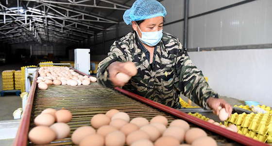 河南汝阳：发展特色种植养殖产业助力农民脱贫