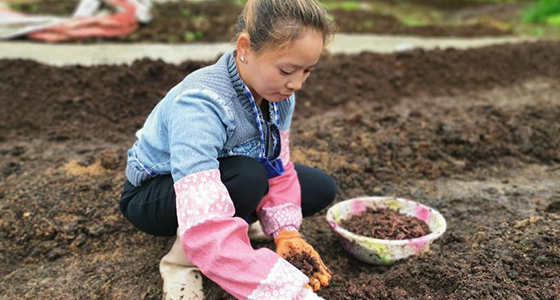 肉牛、蚯蚓与肥料&mdash;&mdash;记贵州一个贫困山村的循环农业