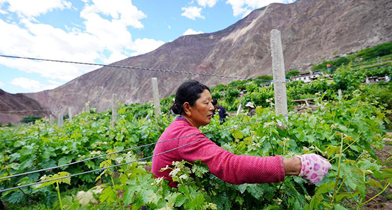 西藏昌都&ldquo;甜蜜&rdquo;产业助脱贫