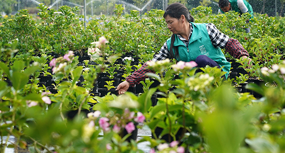 &ldquo;花样&rdquo;产业助力脱贫