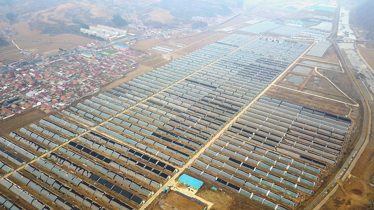 且看信心如何让黄土变成金&mdash;&mdash;&ldquo;环京津贫困带&rdquo;整体脱贫记