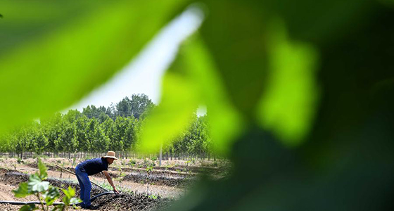 山东夏津：返乡创业养蚯蚓 搭起脱贫致富桥