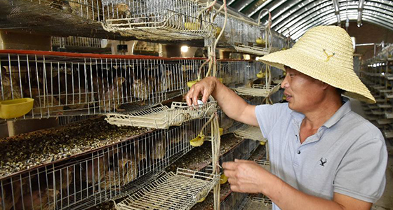 狮子口的产业兴村梦