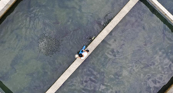 重庆巫溪：大山里的特种鱼类养殖助力脱贫增收