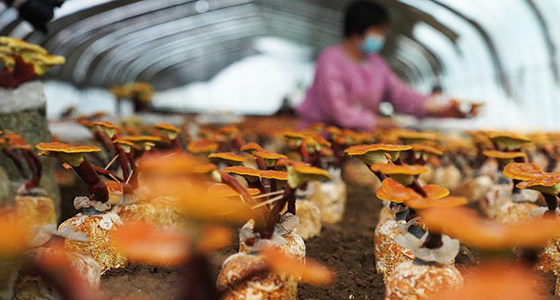 山东枣庄：食用菌培植助脱贫攻坚