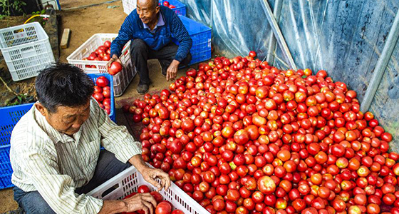 河北枣强：瓜菜&ldquo;农超对接&rdquo;助脱贫