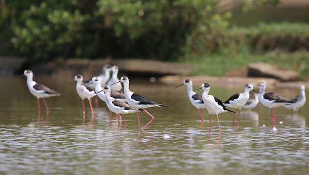 世界海洋日︱我国红树林面积20年增7000公顷