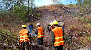 我国将开展松材线虫病防控5年攻坚行动