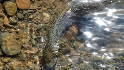 青海果洛：在高原增殖放流 让川陕哲罗鲑&ldquo;回家&rdquo;