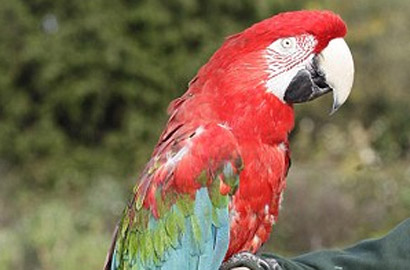 鸟中传奇！87岁最老鹦鹉