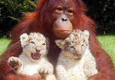 盘点全球动物的爆笑雷人事