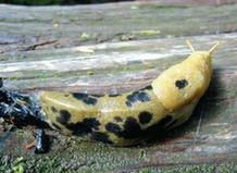 动物界十大最奇特交配方式:蜜蜂交配时睾丸爆炸