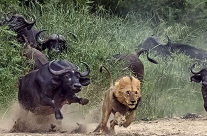 猎手瞬间变猎物 南非狮子进攻水牛不成狼狈逃跑