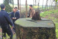 四川眉山：&ldquo;光头强&rdquo;盗伐国家重点保护植物楠木