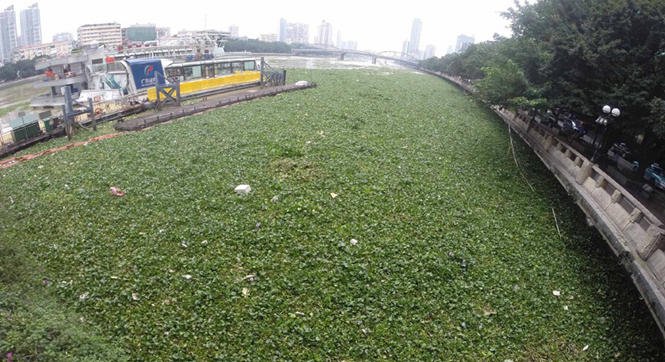 珠江变身&ldquo;草原&rdquo;