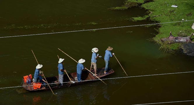 广西大化将对万头死猪进行无害化处理