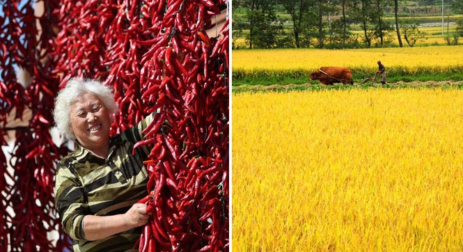 摄影师拍各地秋收图